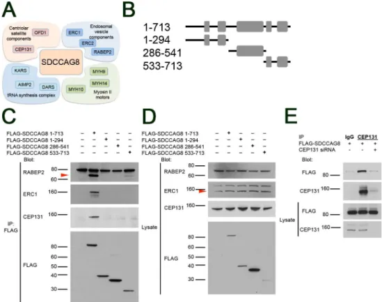 Fig 3. SDCCAG8 associates with a characteristic set of proteins at the centrosome. (A) The Sdccag8 interacting proteins discovered by SILAC as centrosomal components belong to 4 functional groups, i.e.