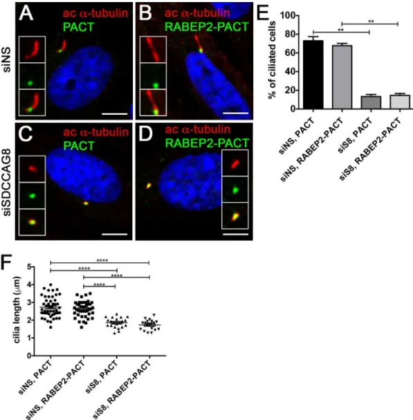 Fig 6. RABEP2-PACT does not rescue siSDCCAG8 ciliogenesis defect. (A,B) hTERT-RPE1 cells were transfected with non-specific siRNA (siNS) and 24 hours later transfected with EGFP-PACT (A) or