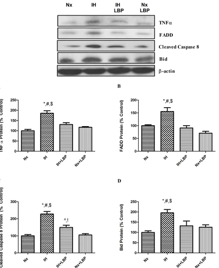 Fig 4. LBP ameliorated extrinsic caspase-dependent apoptosis induced by CIH treatment