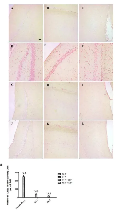 Fig 2. Administration of LBP prevented CIH-induced apoptosis in the dentate gyrus (DG, panels A, D, G, J), CA1 (panels B, E, H, K) and CA3 (panels C, F, I, L) subfields of the hippocampus, respectively, for the normoxic (Nx7) or hypoxic (IH7) groups; LBP-t