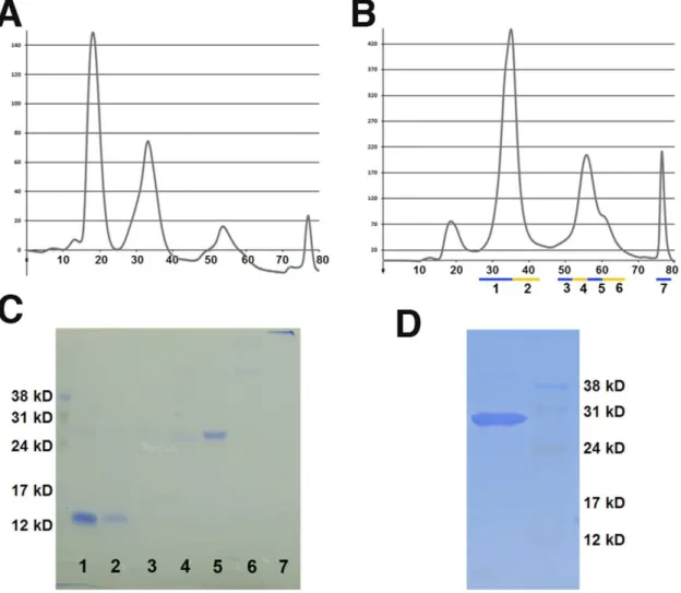 Figure 4. 1b_BMP-9 Purification. The refolding properties of BMP-9 and 1b_BMP-9 were compared using standard refolding conditions