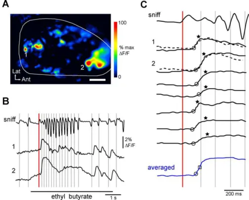 Figure 3. Timing of Exploratory Sniffing Relative to Receptor Input to the Olfactory Bulb