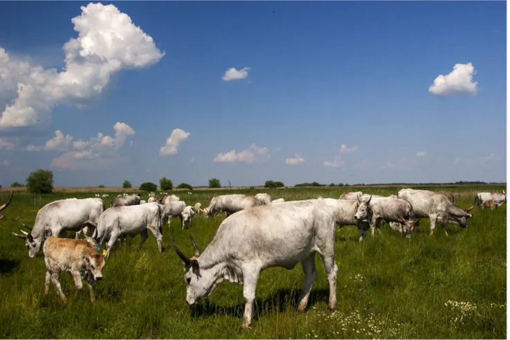 Figure 1. Hungarian Grey cattle grazing in the study area. Photo by Bala´zs Dea´k.