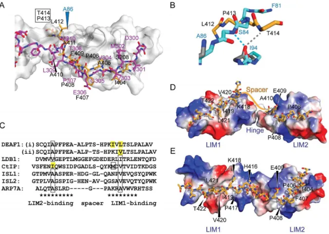 Figure 6. Tandem LIM LMO4-DEAF1 interactions. (A) Comparison of the lowest energy member of the LMO4-DEAF1 complex ensemble (LMO4 in grey ribbon with blue labels and DEAF1 as orange sticks with black labels) and the LMO4-LDB1 complex (PDB accession code 1R