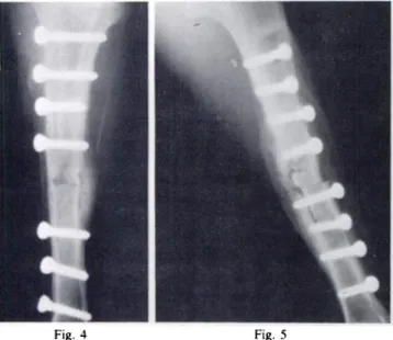 Figure 4-Radiograph of the left tibia of a sheep eight weeks after it
