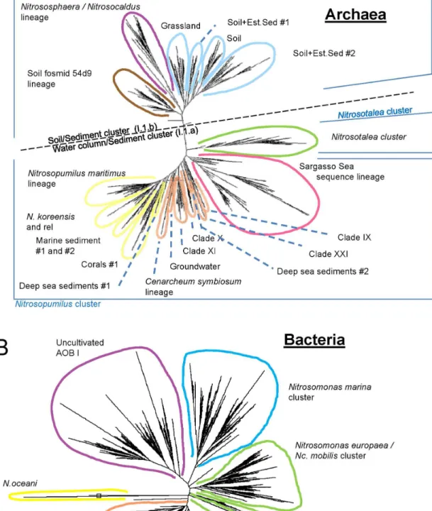 Figure 1.  Radial phylogenetic trees of: (A) archaeal; and (B) bacterial amoA sequences targeted by the FGA (after Abell et al