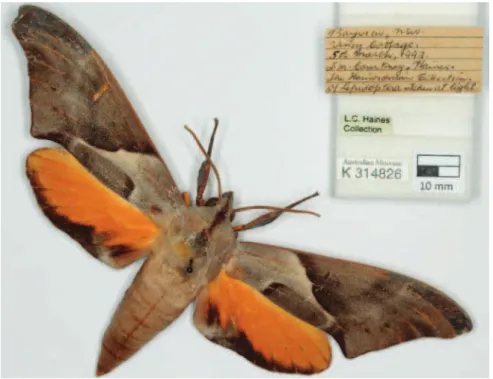 Figure 3. An example of a specimen and label image, in this case a hawk moth.