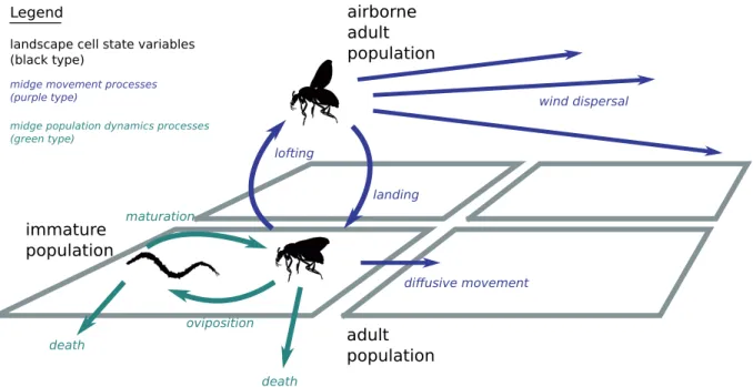 Figure 1. Schematic overview of the simulation model components. The dynamic state variables (population densities) are shown in black type