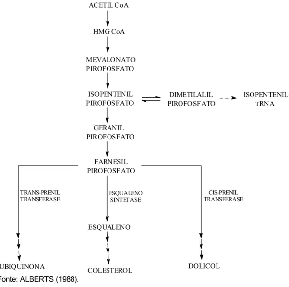 Figura 2 - Esquema da via biossintética do colesterol. 