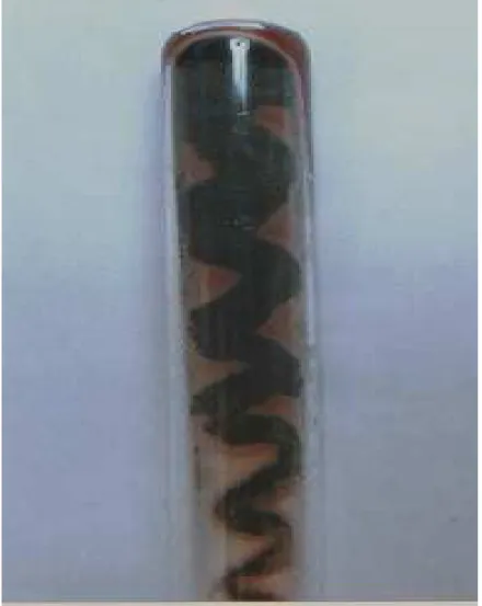 Figura 5  - Fotografia de colônia do  Aspergillus versicolor em meio BDA (batata- (batata-dextrose-ágar)
