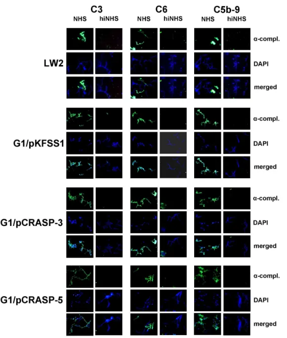 Figure 7. Deposition of complement components C3, C6 and C5b-9 on the surface of B. garinii G1 producing CRASP-3 or CRASP-5.