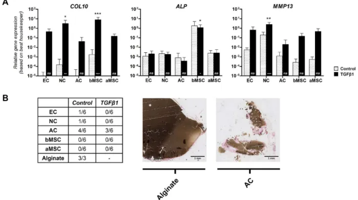 Fig. 4 . Stability of cartilage constructs in vitro and in vivo. (A) Hypertrophy in vitro