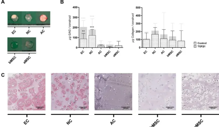 Fig. 2 . Cartilage matrix formation by several cell types in vivo. Prior to subcutaneous implantation, constructs were  cultured in vitro  for 5 weeks in the absence of TGFβ1