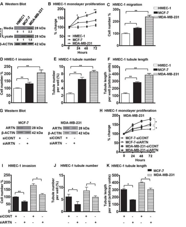 Figure 1. ARTN secreted from mammary carcinoma cells possesses a functional role in modulating endothelial cell behaviour