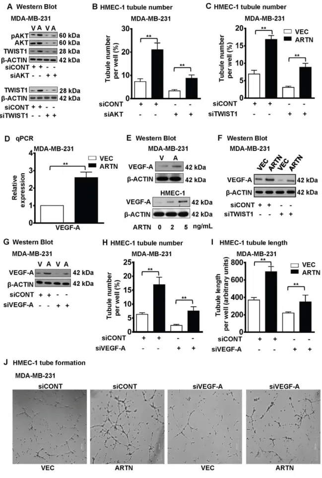 Figure 5. VEGF-A is downstream of ARTN stimulated TWIST1 activation in ER-MC. (A) Western blot analyses for phospho AKT Ser 473 (pAKT), total AKT and TWIST1 expression in MDA-MB-231 cells with forced expression of ARTN6 siRNA to AKT (upper panel) or TWIST1