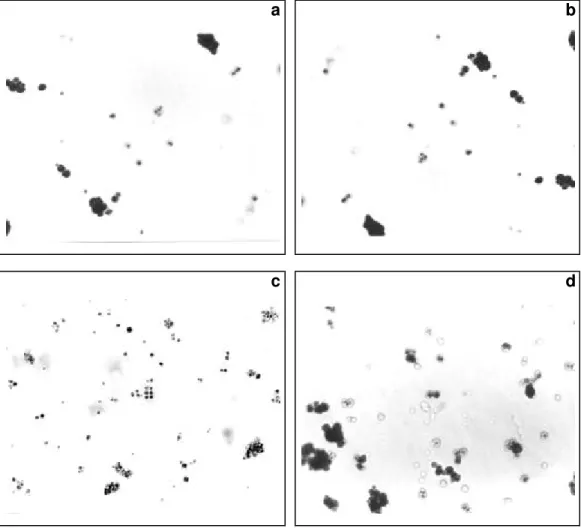 Figura 1  - Fotomicrografias obtidas sob luz polarizada do amido de  inhame de rizoma-mãe das variedades: a) Japonês, b)  Macaquinho, c) Chinês e d) Branco