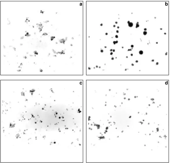 Figura 2  - Fotomicrografias obtidas sob luz polarizada do amido de  inhame de rizoma-filho das variedades: a) Japonês, b)  Macaquinho, c) Chinês e d) Branco