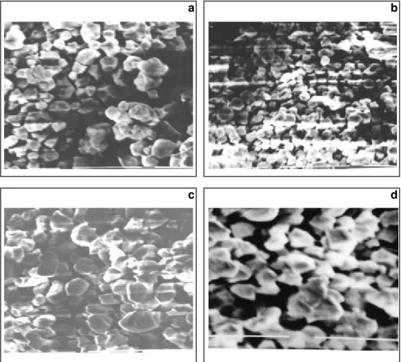 Figura 3  - Fotomicrografias obtidas sob microscópio eletrônico de  varredura do amido de inhame de  rizoma-mãe das  variedades: a) Japonês, b) Macaquinho, c) Chinês e d)  Branco