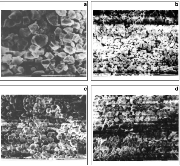 Figura 4  - Fotomicrografias obtidas sob microscópio eletrônico de  varredura do amido de inhame de rizoma-filho das  variedades: a) Japonês, b) Macaquinho, c) Chinês e d)  Branco