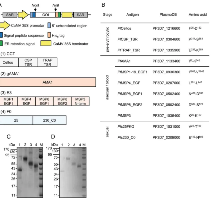 Fig 1. Plant expression cassette and construct design, amino acid sequences, SDS-PAGE and immunoblot blot analysis