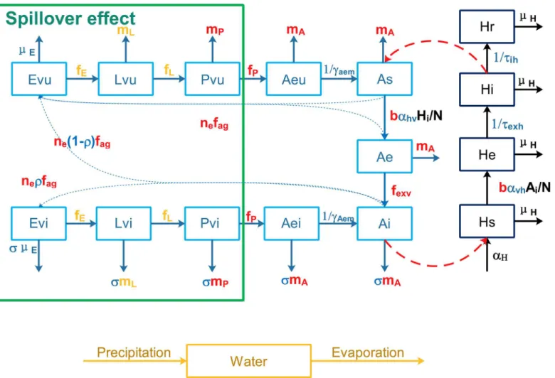 Fig 2. Flow chart for the transmission of dengue virus between mosquitoes and humans. Blue Greek letters indicate constant rates which need to be estimated and black letters for constant rates estimated from [36–38]