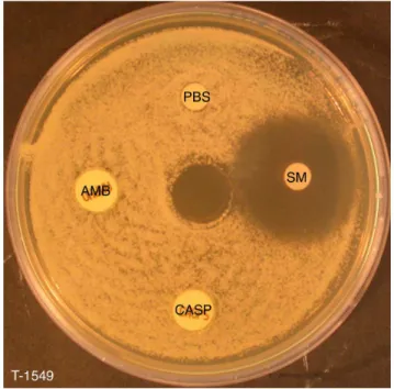 Figure 9. Effect of SM21 on a multidrug-resistant isolate. SM21 (SM) produced a clear inhibition zone in a disk diffusion assay against  T-1549, a C