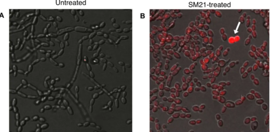 Figure 14. Confocal microscopic analysis of propidium-iodide uptake assays. (A) Untreated control samples showed hyphal elements of live C