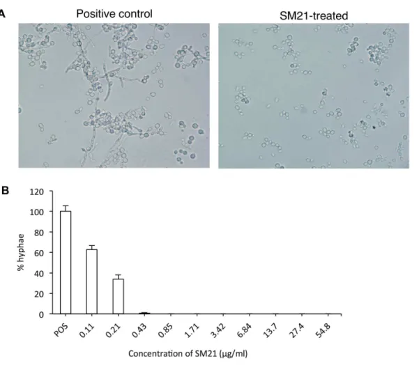 Table 1. Relationship between C. albicans cell density and MIC Y-H of SM21.