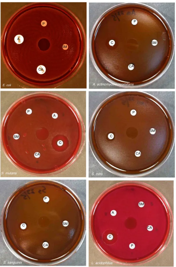 Figure 7. Effect of SM21 on several bacterial species. Disk diffusion assays revealed that SM21 was harmless to E