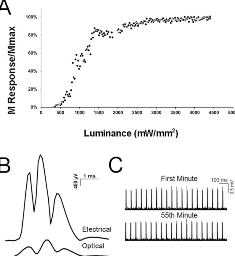 Fig 1. Electromyography. A. The magnitude of the direct muscle (M) EMG responses evoked optically