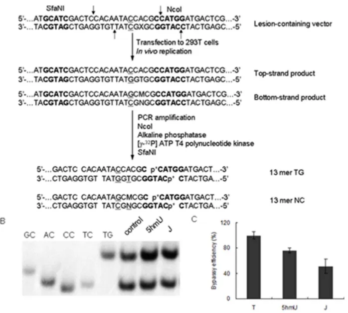 Figure 4. In-vivo replication studies of base J and 5hmU in HEK293T cells. (A) Experimental procedures for determining the effects of 5hmU and base J on DNA replication in cells