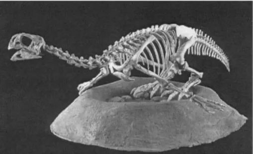 Figura  3.  Esqueleto  reconstruído  do  oviraptorídeo Ingenia sentado sobre seu ninho,  protegendo seus ovos