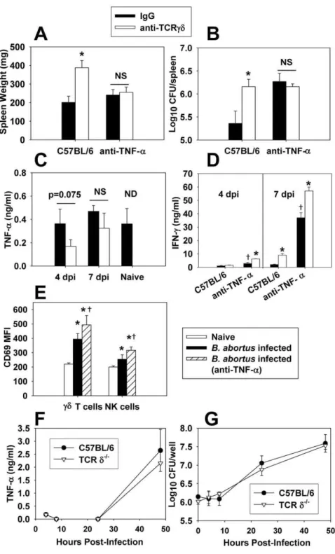 Figure 4. cd T cells require TNF-a to protect against B. abortus infection. C57BL/6 mice treated with anti-TCRcd mAb or hamster IgG on day -1 and day 3 post-infection with 5610 4 CFUs of B