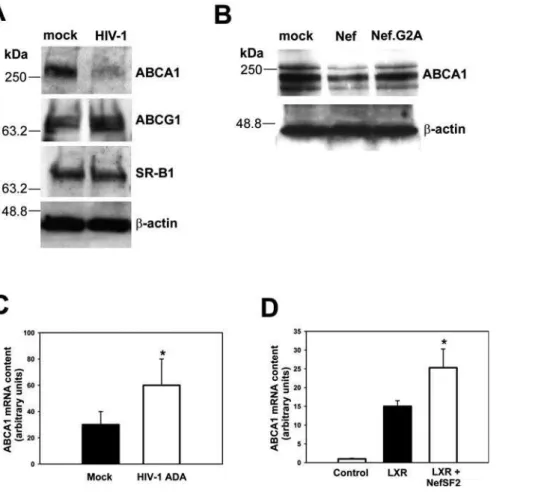 Figure 3. Nef Induces Down-Modulation of ABCA1