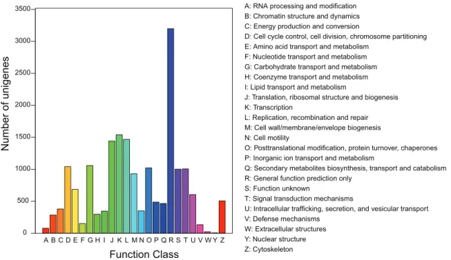 Figure 3. COG classification of unigenes. Out of 24,630 annotated unigenes, 7860 sequences had a COG classification among the 25 categories.