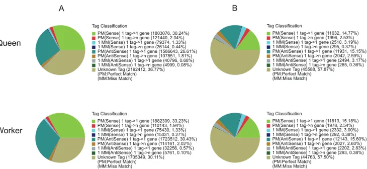 Figure 6. Distribution of total clean tags (A) and distinct clean tags (B) on unigenes