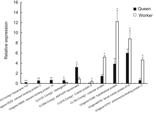 Figure 7. Verification of ten differentially expressed unigenes between queen and worker by quantitative RT-PCR