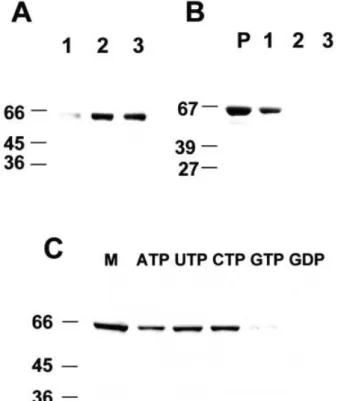 Fig. 3. Transient expression of S64 in cultured cotyledon cells. A plant expression vector containing S64 cDNA under the control of 35SCaMV promoter and 3 ¢ end of rbcS gene was electroporated into cultured soybean cells