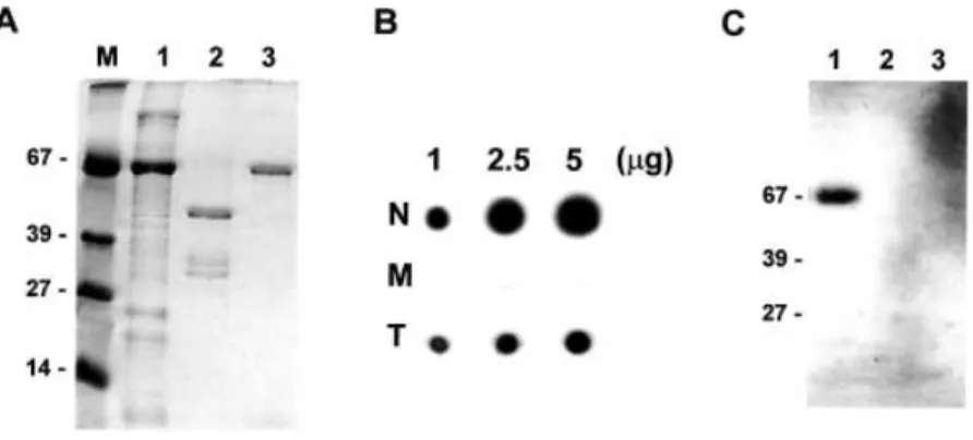 Fig. 5. GTP-binding of S64/SBP2. (A) N-Terminal His-tagged S64 fusion protein of the wild-type (His-S64) construct (1), truncated His-S64 protein (2) and Thr238Leu, Lys284Glu mutant His-S64 protein (3) were produced in E