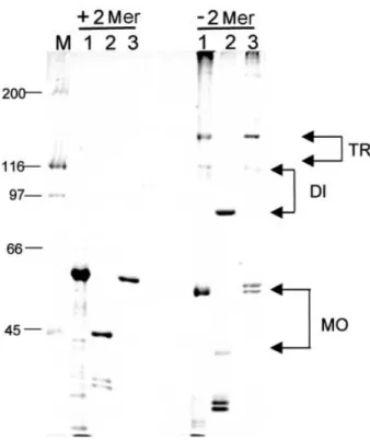 Fig. 7. Relative growth rate of susy7 transformed with either the wild type cDNA construct (susy7-S64) or the mutated cDNA construct (susy7-MS64) on sucrose-based medium
