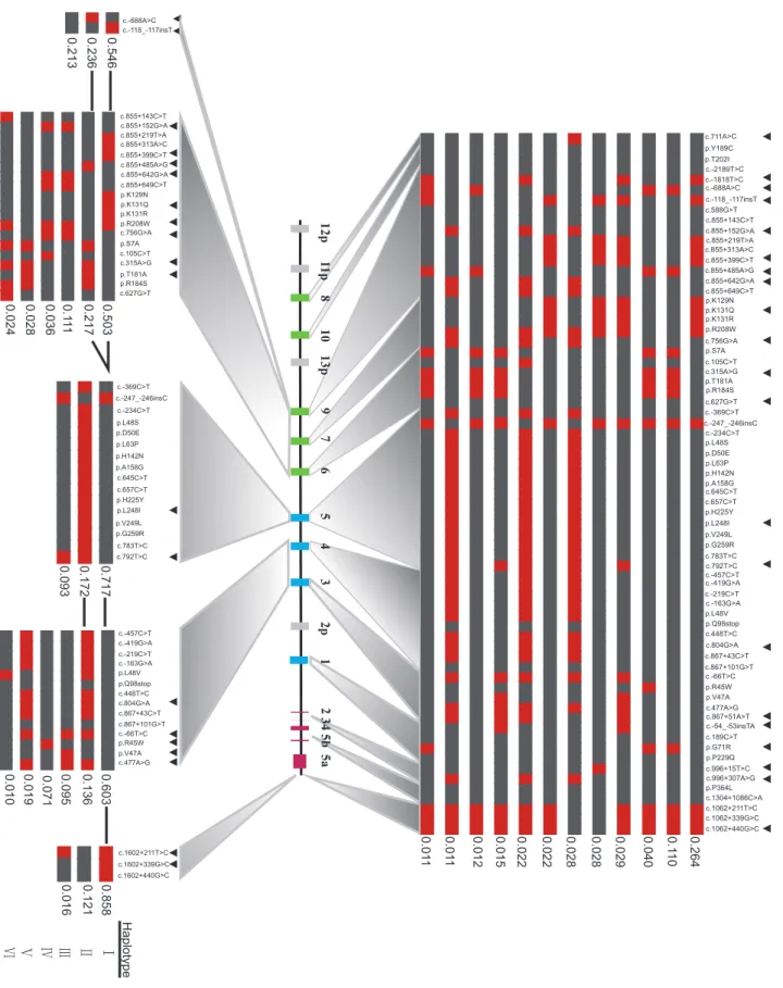 Figure 2. Haplotypes and tagSNPs in the UGT1 locus and in each of the five haplotype block