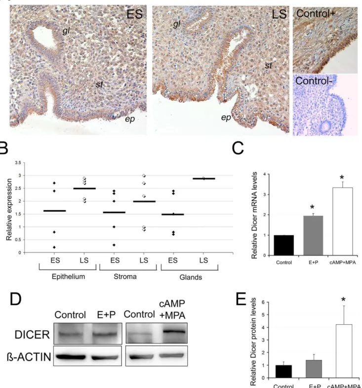 Figure 3. Dicer expression is regulated during endometrial decidualization. A, Dicer staining in two representative endometrial biopsies from the early secretory (ES) and late secretory (LS) menstrual cycle phases