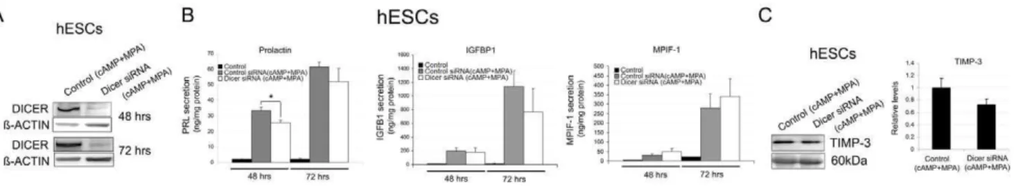 Figure 4. Dicer function during endometrial decidualization. A, A representative Western blot of DICER protein levels in control siRNA decidualized hESCs (Control siRNA (cAMP+MPA)) and Dicer knockdown decidualized hESCs (Dicer siRNA (cAMP+MPA)) at 48 h and