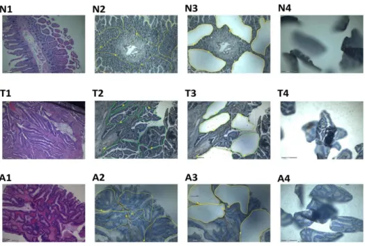 Figure 1. Photographs of tissue blocks on microdissection slides at various stages of the procedure