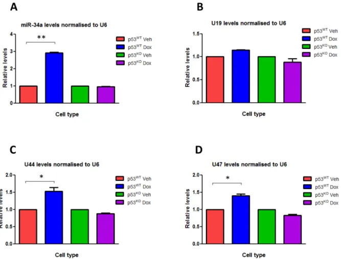 Figure 2. DOX induces the expression of the GAS5 -derived snoRNAs. Relative levels of (A) miR-34a, (B) U19 snoRNA, (C) U44 snoRNA and (D) U47 snoRNA were measured by RT-qPCR in p53 WT HCT116 cell lines and p53 KO HCT116 cell lines treated with either doxor