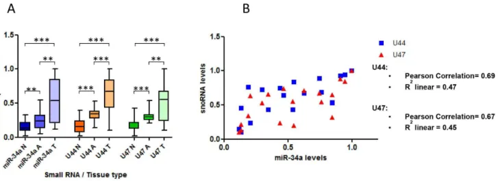 Figure 7. In microdissected colon samples the GAS5 -derived snoRNAs are expressed more in malignant and pre-malignant tissue than benign tissue and levels correlate with p53 expression