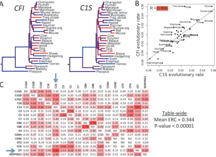 Figure 1. ERC values between complement deficiency genes. A) Complement genes C1S and CFI show variation in their evolutionary rates between branches of the mammalian phylogeny