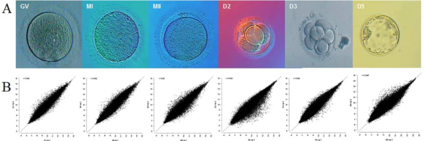 Table S1 Regulation patterns for the oocyte and embryo maturation. The numbers +1 and 21 indicate either upregulation or downregulation between consecutive stages