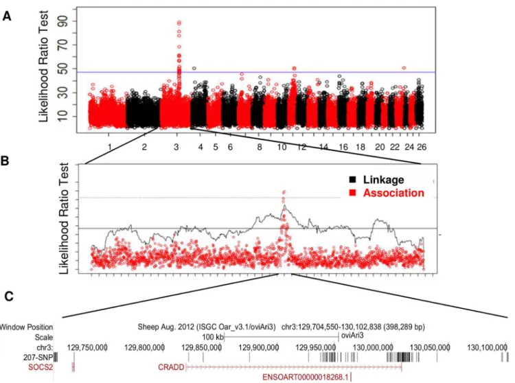 Fig 1. Genome scan for the milk somatic cell count trait LSCS in a grand-daughter design of 1009 dairy sheep identifies a highly significant QTL on chromosome OAR3