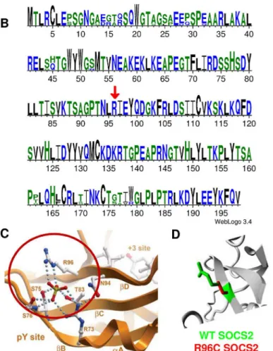 Fig 2. Bioinformatics characterization of Socs2 and SOCS2 p.R96C mutation. (A) Structure of the Socs2 gene